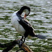 Australian Pied Cormorant