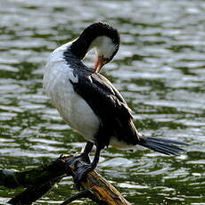 Cormoran varié