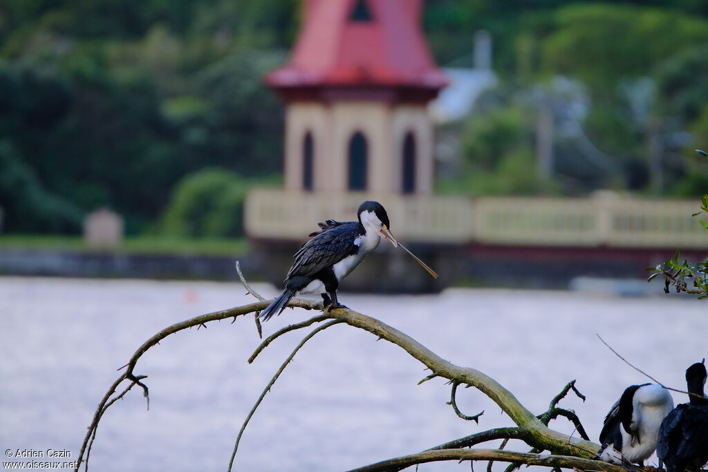 Australian Pied Cormorantadult