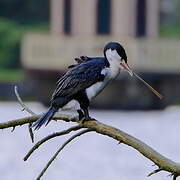 Australian Pied Cormorant