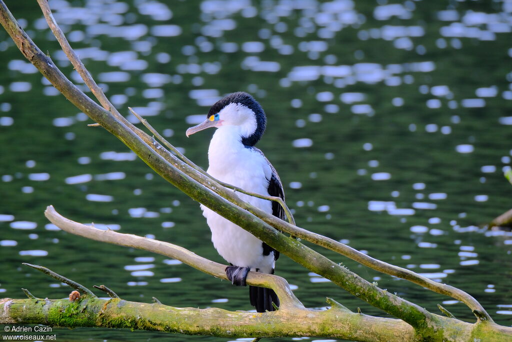 Cormoran variéadulte