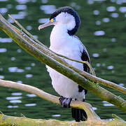 Australian Pied Cormorant