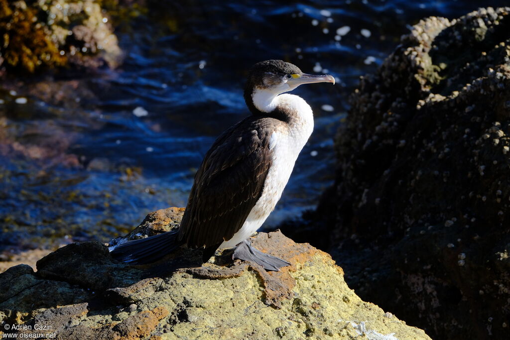 Cormoran variésubadulte, identification