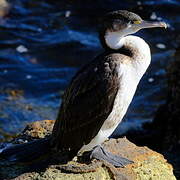 Australian Pied Cormorant