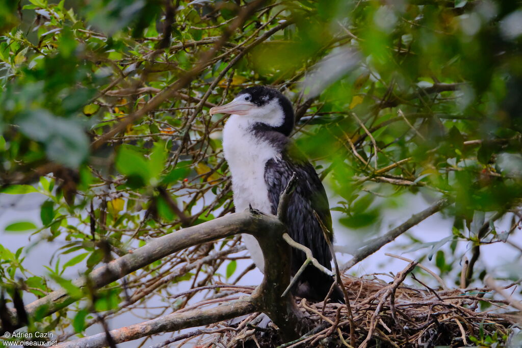 Cormoran variéjuvénile, Nidification