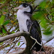 Australian Pied Cormorant