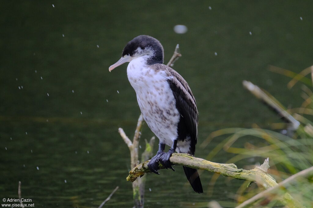 Australian Pied Cormorantjuvenile