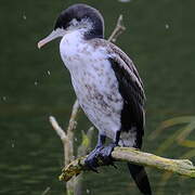 Australian Pied Cormorant