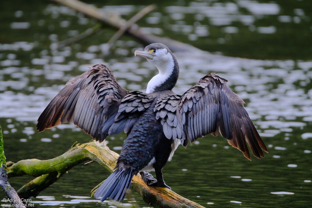 Australian Pied Cormorantadult, care, aspect