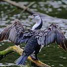 Cormoran varié