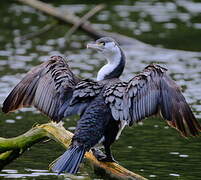 Australian Pied Cormorant