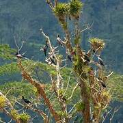 Neotropic Cormorant