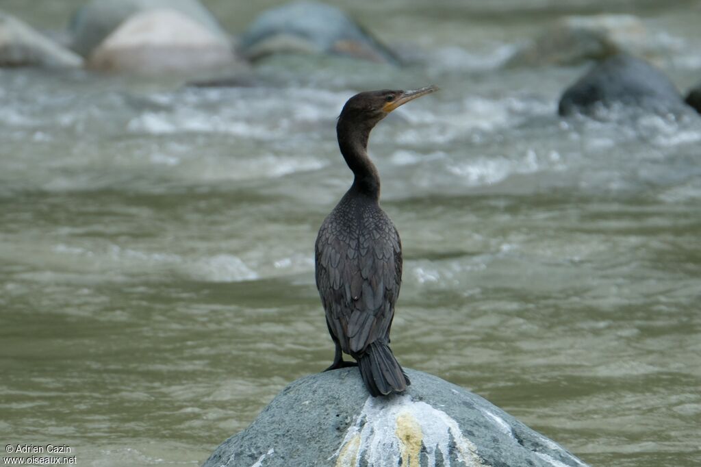 Cormoran vigua