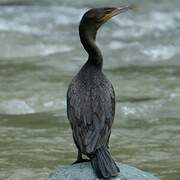 Neotropic Cormorant