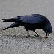 Corneille noire