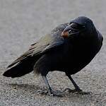 Corneille noire