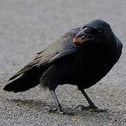 Corneille noire