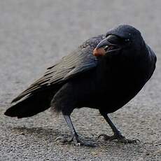 Corneille noire