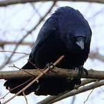Corneille noire