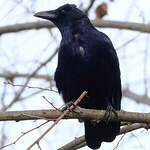 Corneille noire