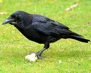Corneille noire