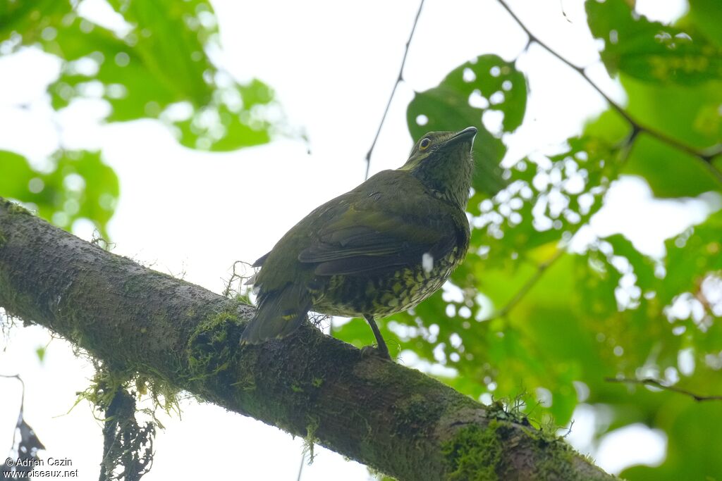 Scaled Fruiteater female adult
