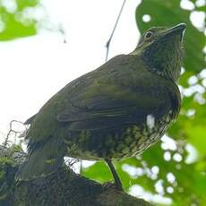 Cotinga écaillé