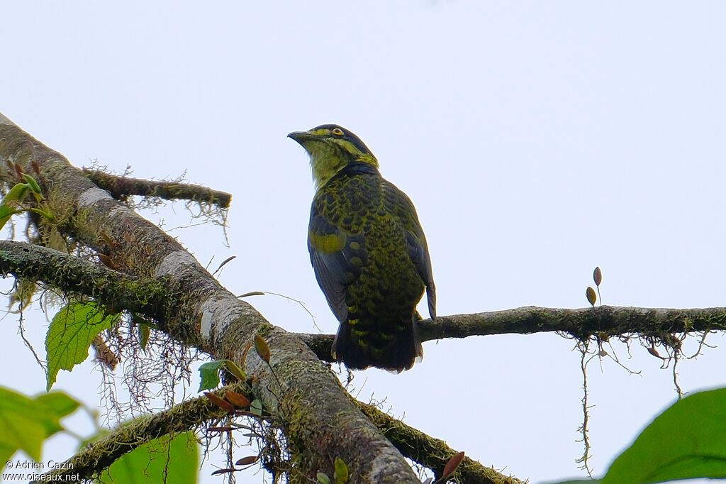 Cotinga écaillé mâle adulte