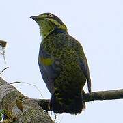 Cotinga écaillé