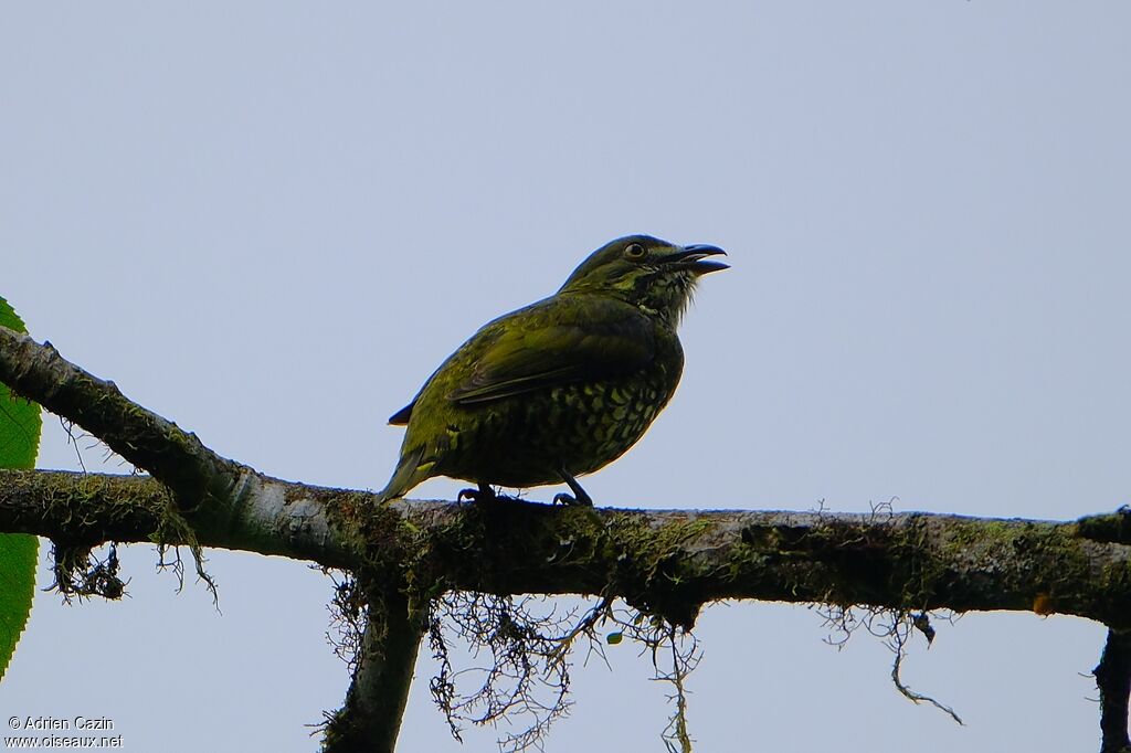 Cotinga écaillé femelle adulte