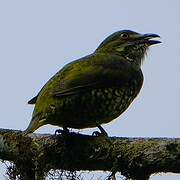 Cotinga écaillé