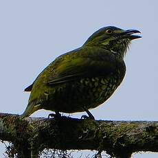 Cotinga écaillé