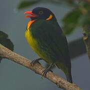 Cotinga jucunda