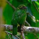 Cotinga jucunda
