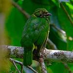 Cotinga jucunda