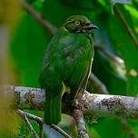 Cotinga jucunda