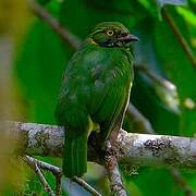 Cotinga jucunda