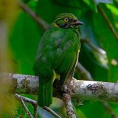 Cotinga jucunda