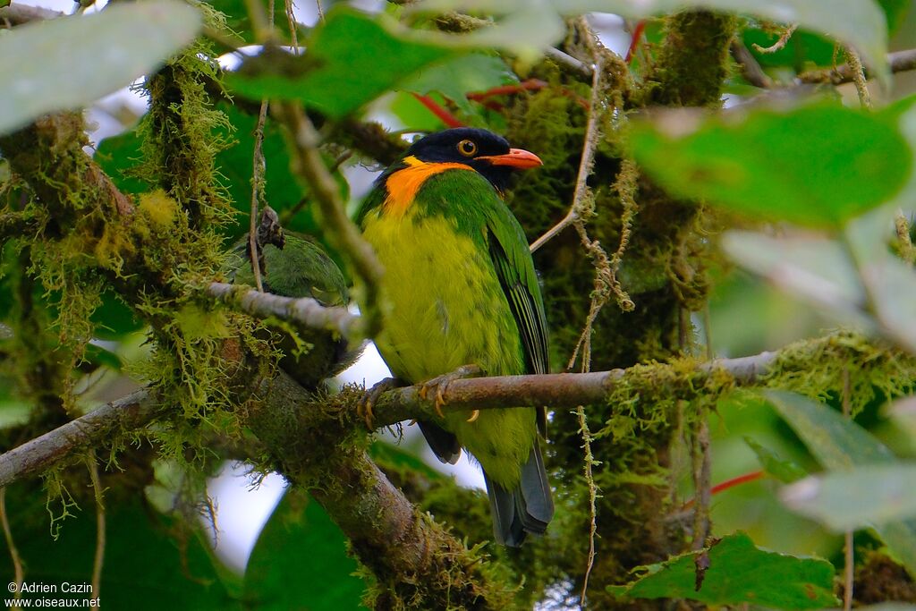 Cotinga jucunda mâle adulte, identification
