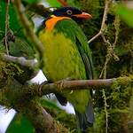 Cotinga jucunda