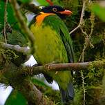 Cotinga jucunda