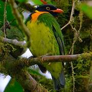Cotinga jucunda