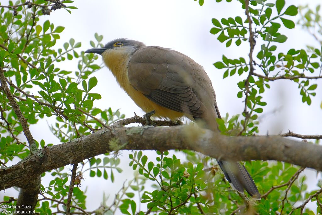 Dark-billed Cuckooadult