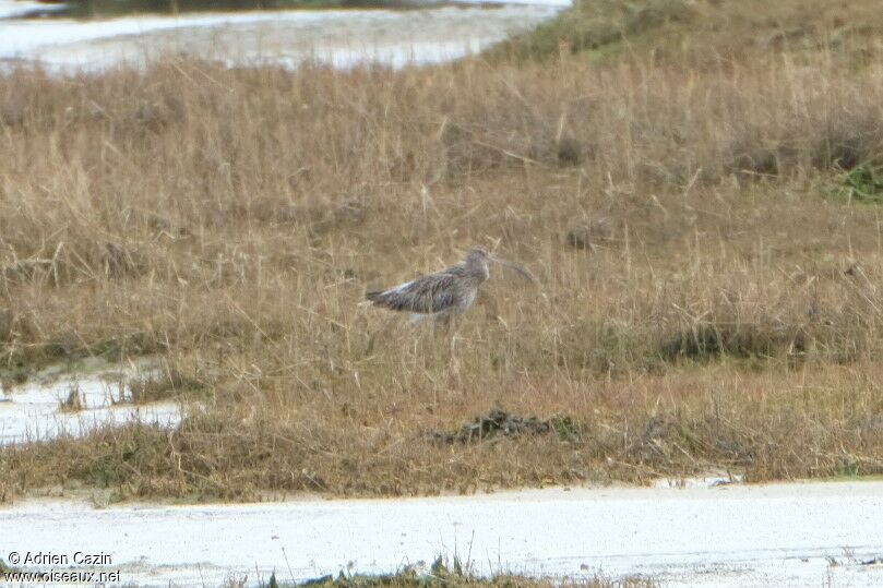 Eurasian Curlew