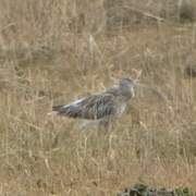 Eurasian Curlew