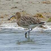 Eurasian Curlew