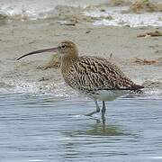 Eurasian Curlew