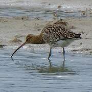 Eurasian Curlew