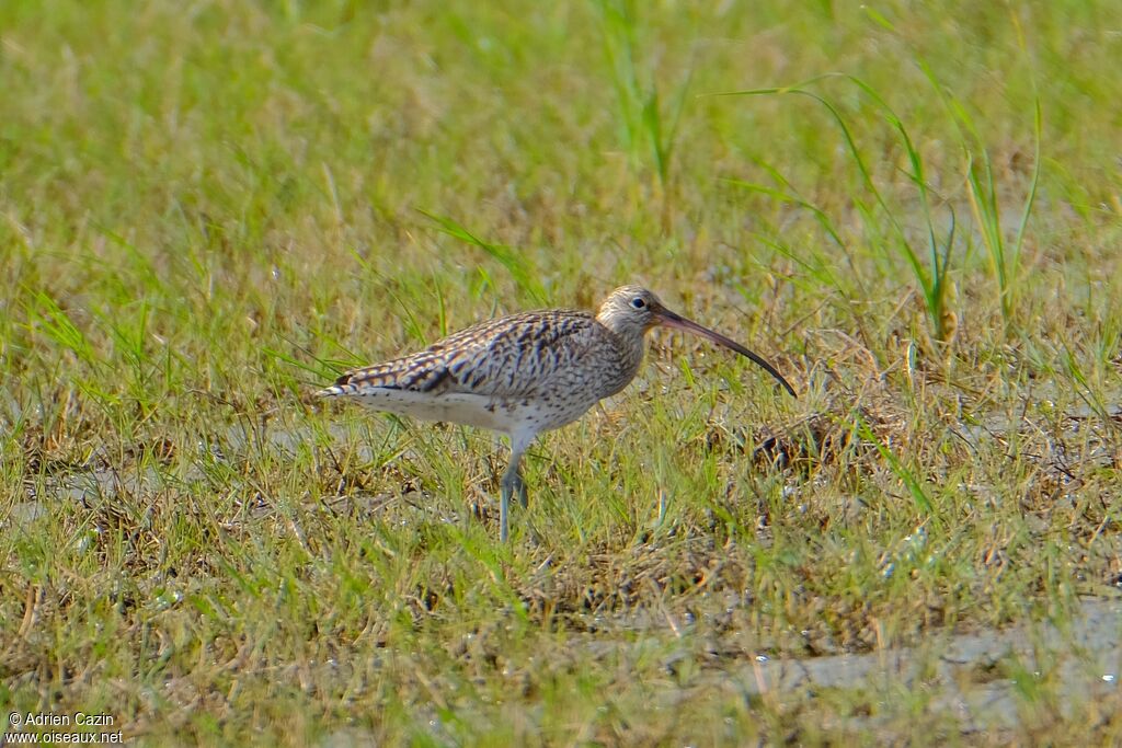 Eurasian Curlewadult