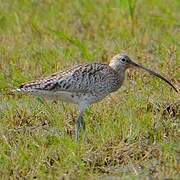 Eurasian Curlew